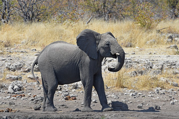 Afrikanischer Elefant (loxodonta africana) im Etosha Nationalpark (Namibia)
