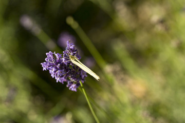 motyl na kwiatku na łące