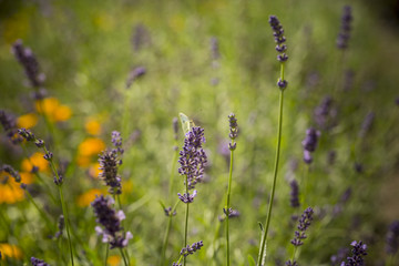 motyl na kwiatku na łące