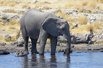 Fototapeta premium Afrikanischer Elefant (loxodonta africana) am Wasserloch im Etosha Nationalpark (Namibia)
