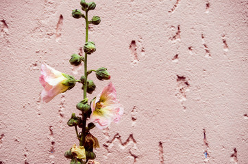 Close-Up of Pink Flowers against Wall in Berlin, Germany