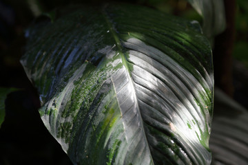 Obraz premium Thick juicy leaf of a large green plant
