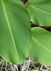 Tropical banana leaf texture, large palm foliage clouse up