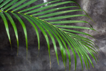 Close-up of green palm leaves on the gray textured wall background