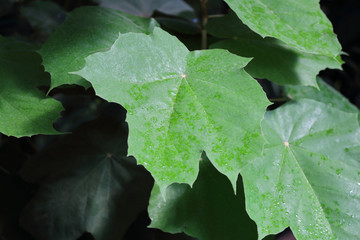 Thick juicy leaf of a large green plant

