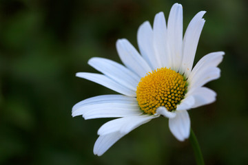 Obraz premium Macro Shot of white daisy flower in sunset light.
