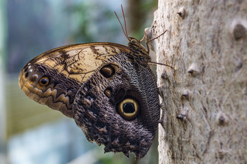 Bananenfalter am Baum