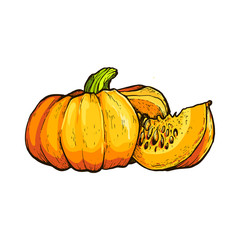 Colorful pumpkin vector drawing.
