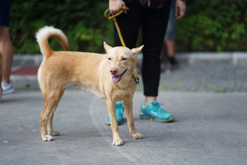 Mixed breed dog walking side by side with his owner