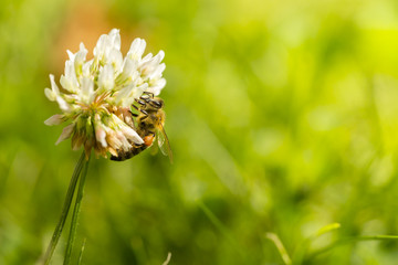 pszczoła na kwiatku-zbiór pyłku