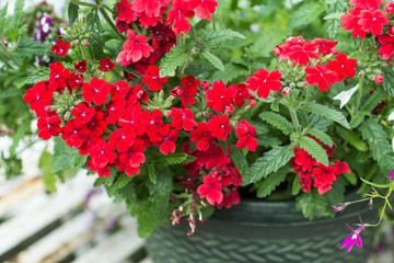 Bright, red verbena in the flowerpot, close up in the home garden