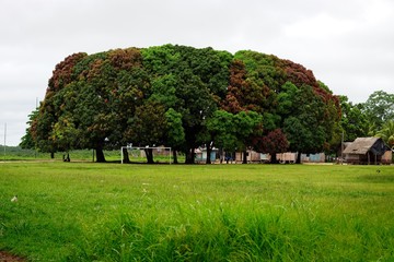Mango Trees in the Village