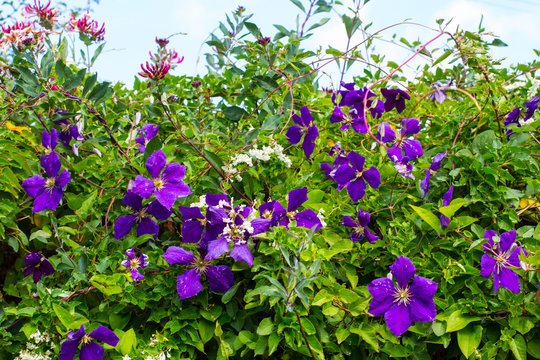 Violet clematis among green leaves., close up in the home garden