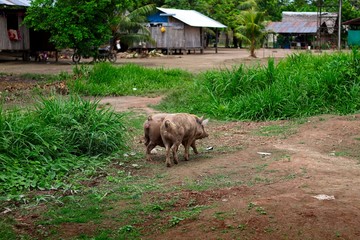 Pigs in an Indigenous Village