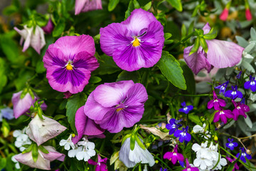 Beautiful, bright colored pansies in the garden close up
