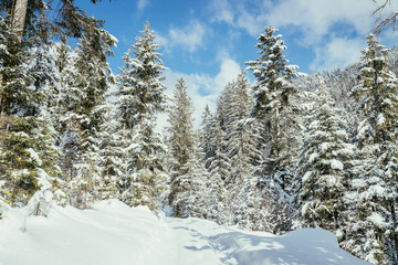Verschneite Winterlandschaft in den Bergen, schneebedeckte B&auml;ume 