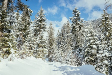 Fototapeta na wymiar Verschneite Winterlandschaft in den Bergen, schneebedeckte Bäume 