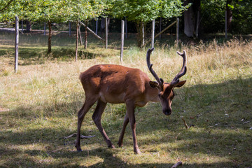 Wildtiere 