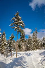 Verschneite Winterlandschaft in den Bergen, schneebedeckte Bäume 