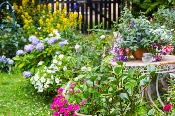 Beautiful, blue hydrangea bush in blossom in home garden