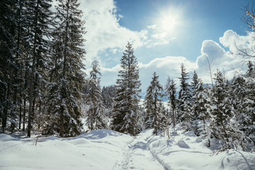 Verschneite Winterlandschaft in den Bergen, schneebedeckte Bäume 