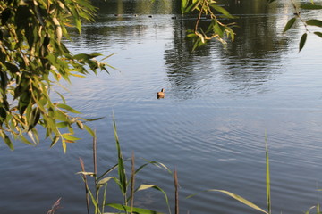 The lake in Lošice. Minsk. Belarus. An amazing landscape.