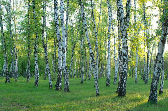 Birch grove in the forest, green foliage in the summer