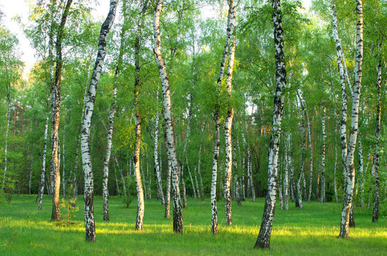 birch grove in the rays of the sun in the early morning, horizontal composition
