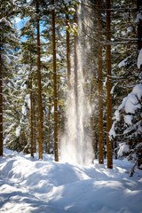 Fototapeta premium Pulverschnee rieselt von Bäumen, Winterlandschaft, Wald und Sonnenschein