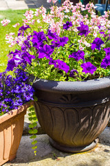 Beautiful Summer flowers in the big flowerpot, violet petunias, pale pink nemesies.