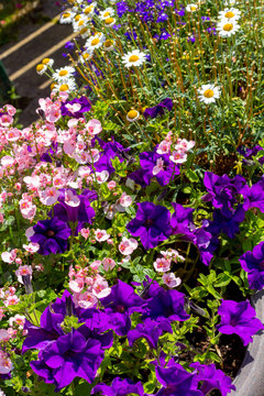 Beautiful Summer flowers in the big flowerpot, violet petunias, pale pink nemesies.