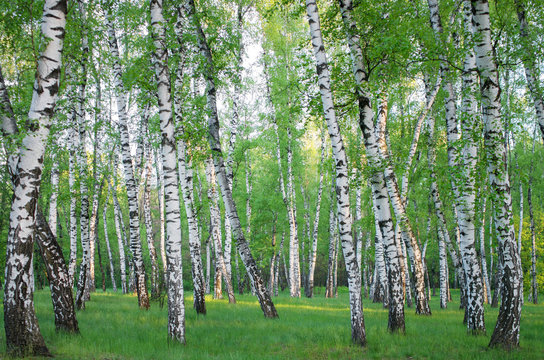 birch grove in spring, horizontal composition