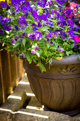Beautiful, Summer garden with amazing blossom in big flowerpots