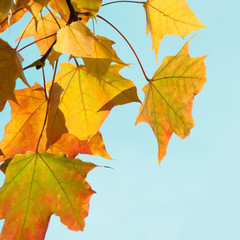 Naklejka na ściany i meble Autumn leaves as background. Fall concept.