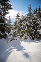 Verschneite Winterlandschaft in den Bergen, schneebedeckte Bäume 