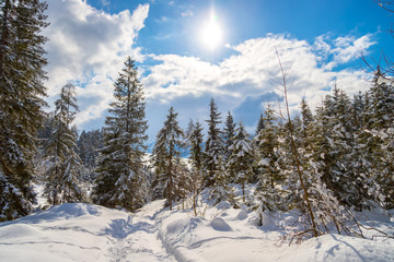 Obraz na płótnie Canvas Verschneite Winterlandschaft in den Bergen, schneebedeckte Bäume 
