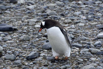 Naklejka premium Penguins in Antarctica