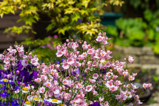 Beautiful, Summer garden with amazing blossom in big flowerpots