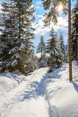 Verschneite Winterlandschaft in den Bergen, schneebedeckte Bäume 