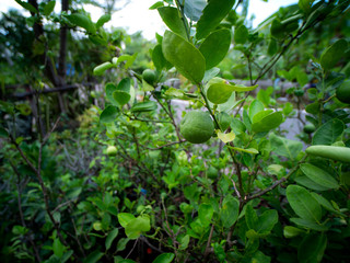 Lime Fruits Hanging on The Tree