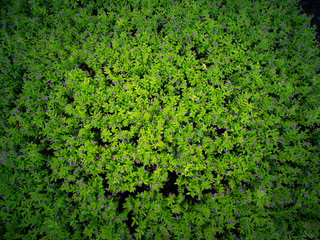 Purple False Heather Flowers Blooming