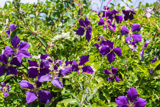 Violet clematis among green leaves., close up in the home garden