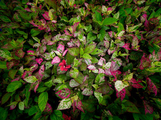 Red Hibiscus Trees Growing at The Field