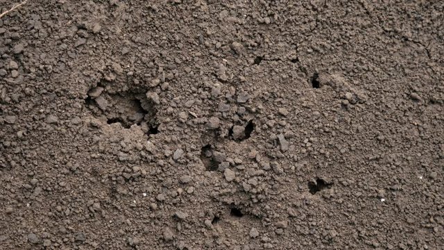 Ants running around near hole in ground, Macro and close-up insect.