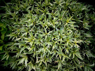 Flame Flower Plant Growing