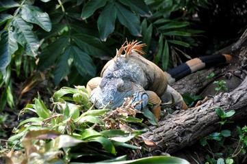 Green Iguana at zoo garden in tropical rainforest habitat, selective focus, close up