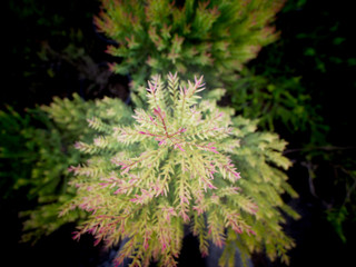 Top of Common Juniper Pines Growing