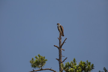 Osprey on top of a Tree