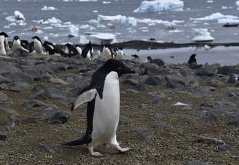 Penguins in Antarctica