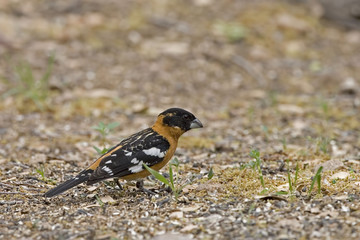 Male Black Headed Grosbeak, Heucticus melanocephalus, on ground